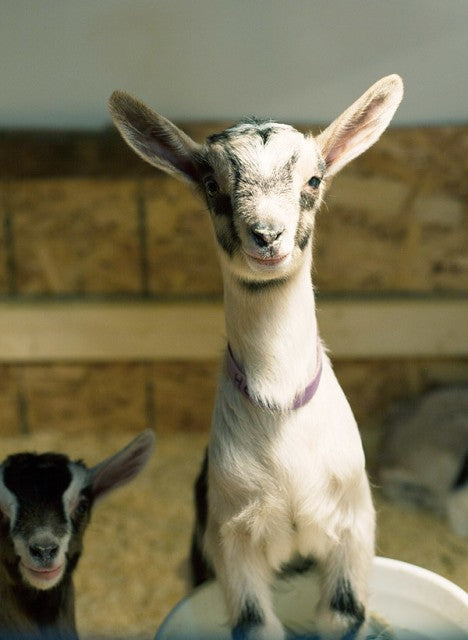Beekman Vanilla Absolute Goat Milk Bar