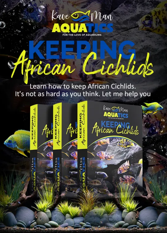 Keeping African Cichlids - Mastery Course