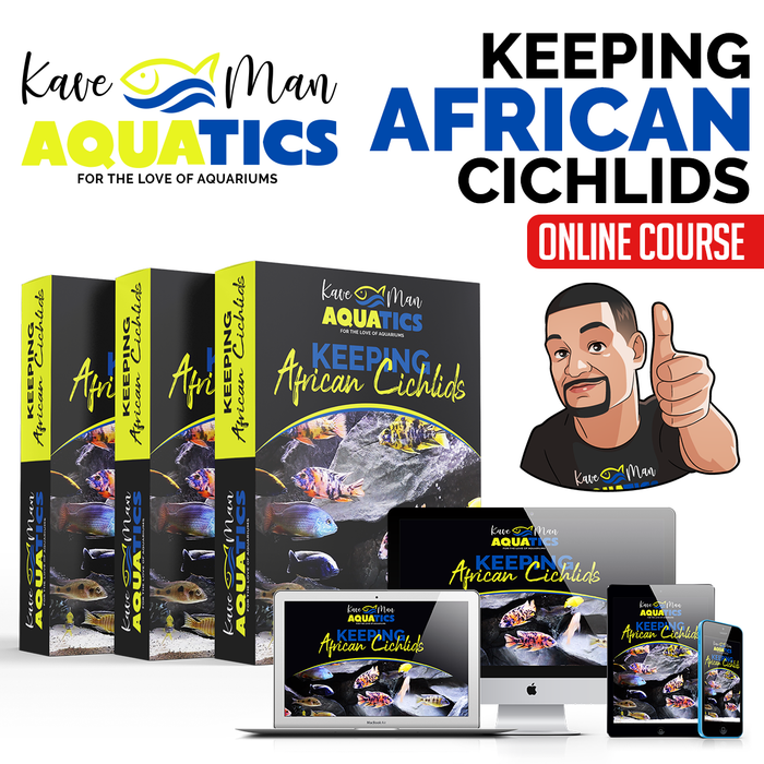 Keeping African Cichlids - Mastery Course