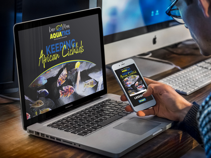 Keeping African Cichlids - Mastery Course