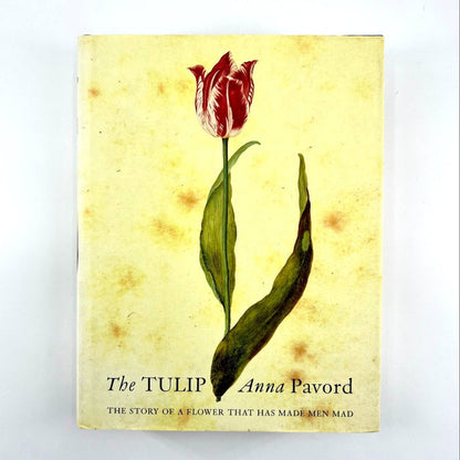 Tulip