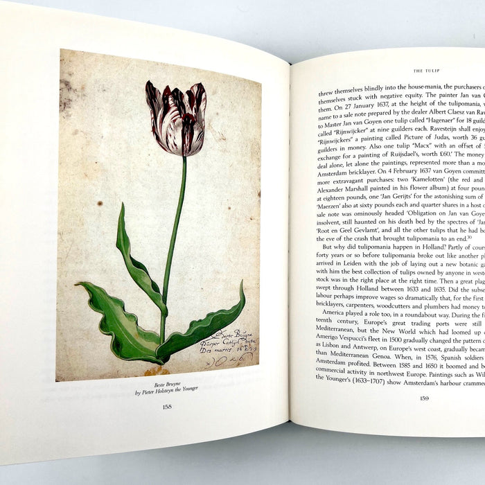 Tulip