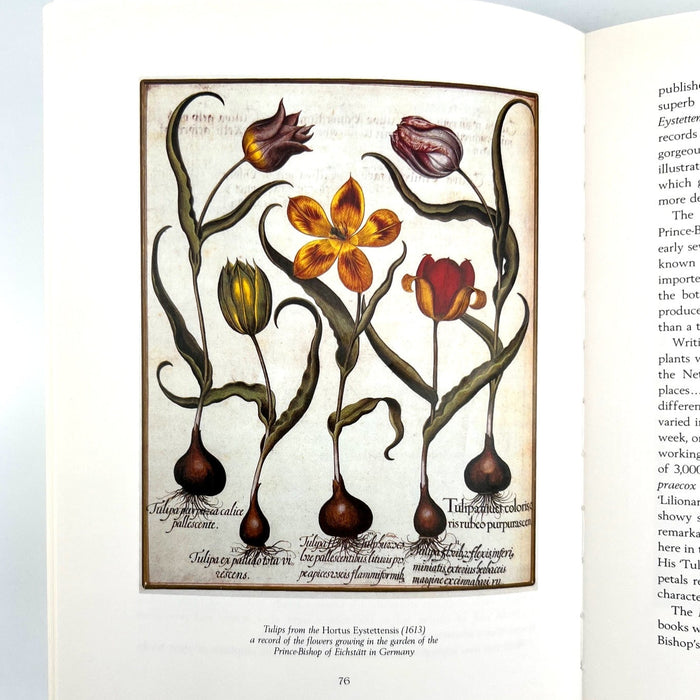 Tulip