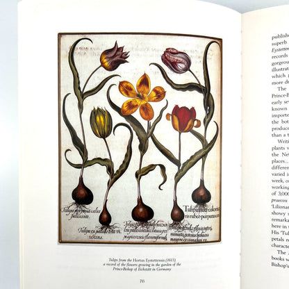 Tulip